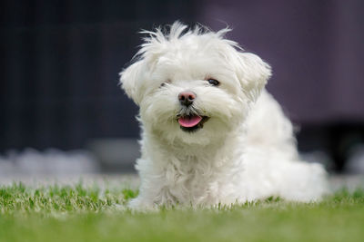 Close-up portrait of dog