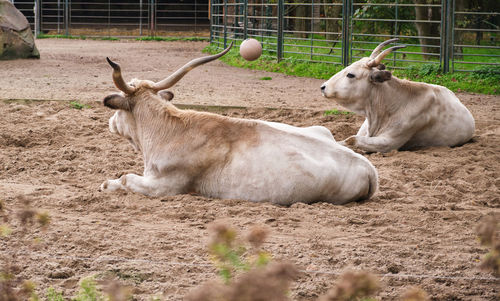 Close-up of sheep on field