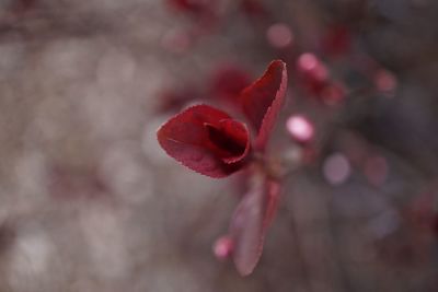 Close-up of red flower