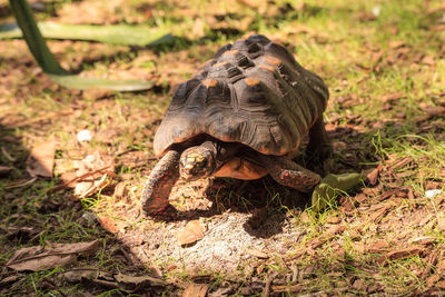 Red-footed tortoise chelonoidis carbonaria can be found in south america and parts of north america.