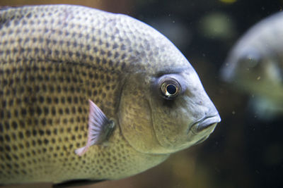 Close-up of fish swimming in aquarium