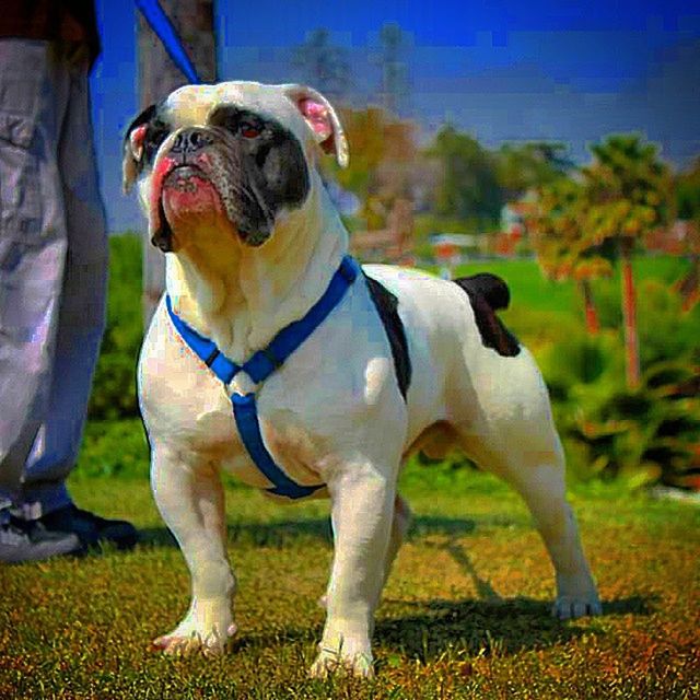 animal themes, domestic animals, one animal, field, standing, dog, mammal, focus on foreground, sunlight, grass, pets, full length, nature, front view, looking at camera, outdoors, two animals, close-up, no people, day