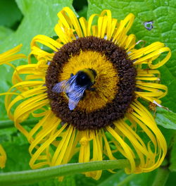 Close-up of yellow flower