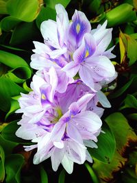 Close-up of purple flowers