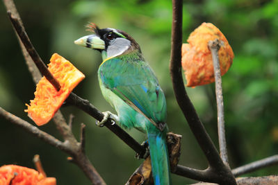 Close-up of birds perching on branch