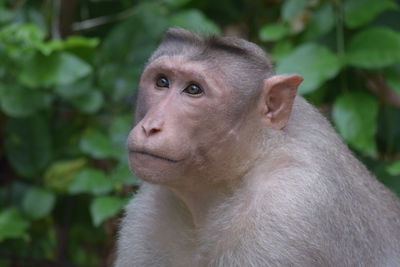 Portrait of young man looking away outdoors