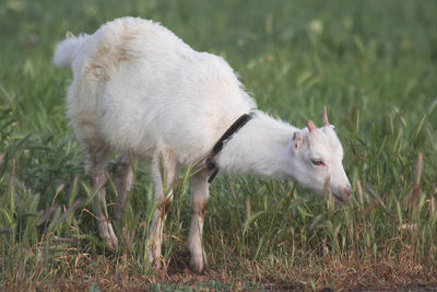 White young goat in the pasture early in the morning