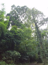 Low angle view of trees