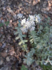 Close-up of white flowering plant on field