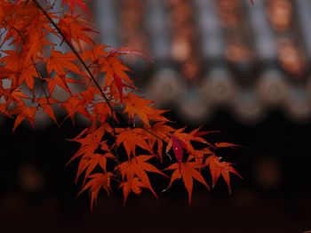 Close-up of maple leaves