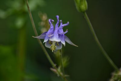 Close-up of purple flowering plant