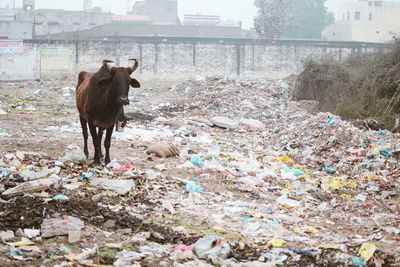 Horse on garbage outdoors