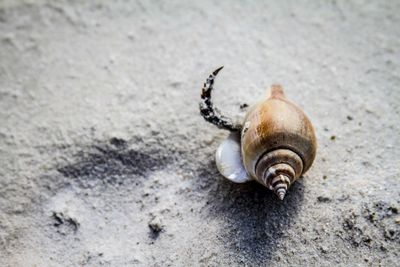 Close-up of seashells