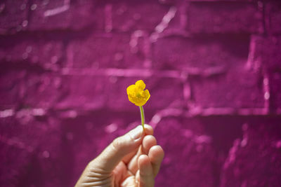 Cropped hand of woman holding plant