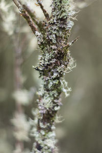 Close-up of snow on plant