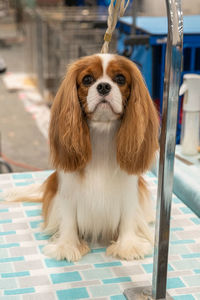 Close up of a cavalier king charles spaniel sitting on a dog grooming table