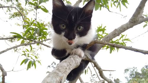 Low angle portrait of cat sitting on tree against sky