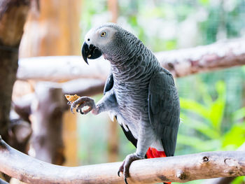 Close-up of parrot perching on branch