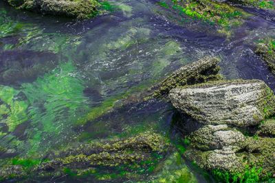 Moss growing on rock by river