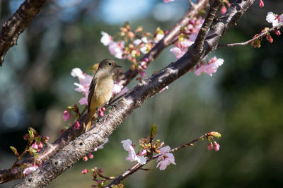 Close-up of bird perching on tree