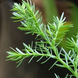 Close-up of potted plant