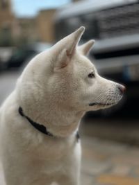 Close-up of a dog looking away