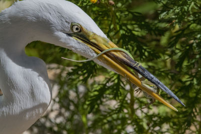 Close-up of a bird