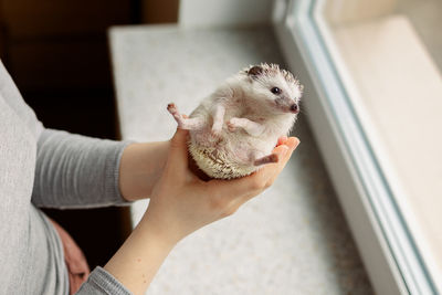 Girl holds cute hedgehog in her hands. portrait of pretty curious muzzle of animal. favorite pets. 