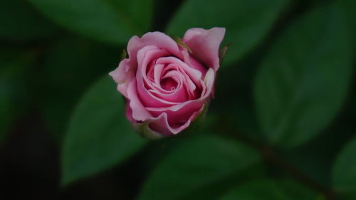 Close-up of pink rose