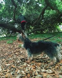 View of a dog in forest