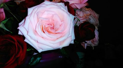 Close-up of rose bouquet