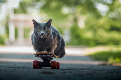 Portrait of cat sitting on skateboard