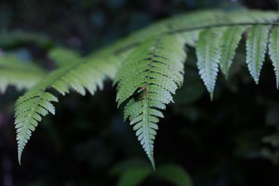 Close-up of insect on leaf