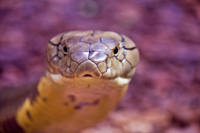 Close-up of snake