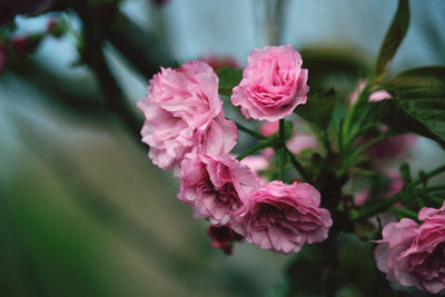 Close-up of pink rose