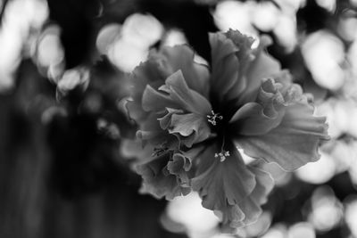 Close-up of flowers blooming outdoors