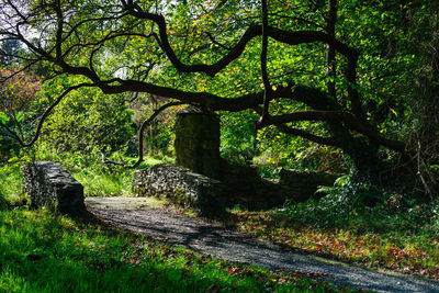 Trees in forest