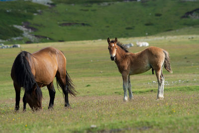 Horses standing in a field