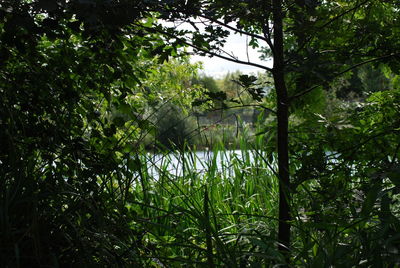 Low angle view of trees against sky