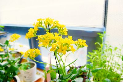 Close-up of yellow flowering plant