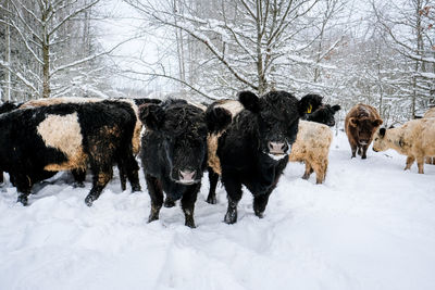 Dogs walking on snow covered field