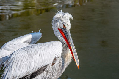 Close-up of pelican on lake