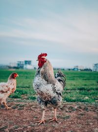 Rooster on field against sky