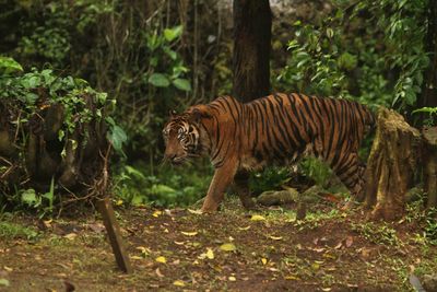 Tiger in forest