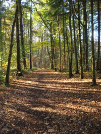 Trees in forest during autumn