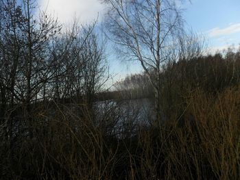 Reflection of trees in lake