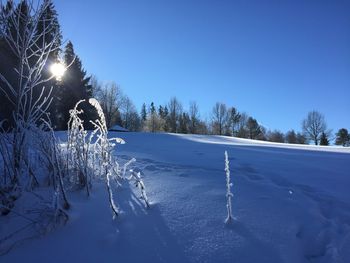 Trees against sky during winter