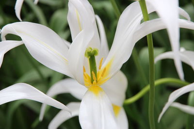 Close-up of white flowering plant