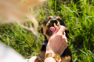 Cropped hand of woman with dog