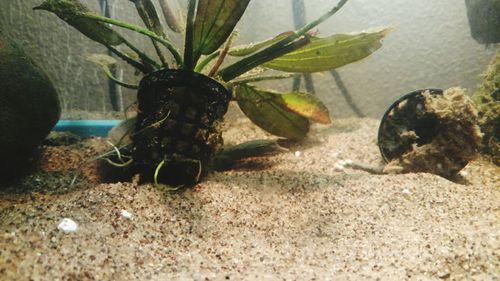 Close-up of plants by water